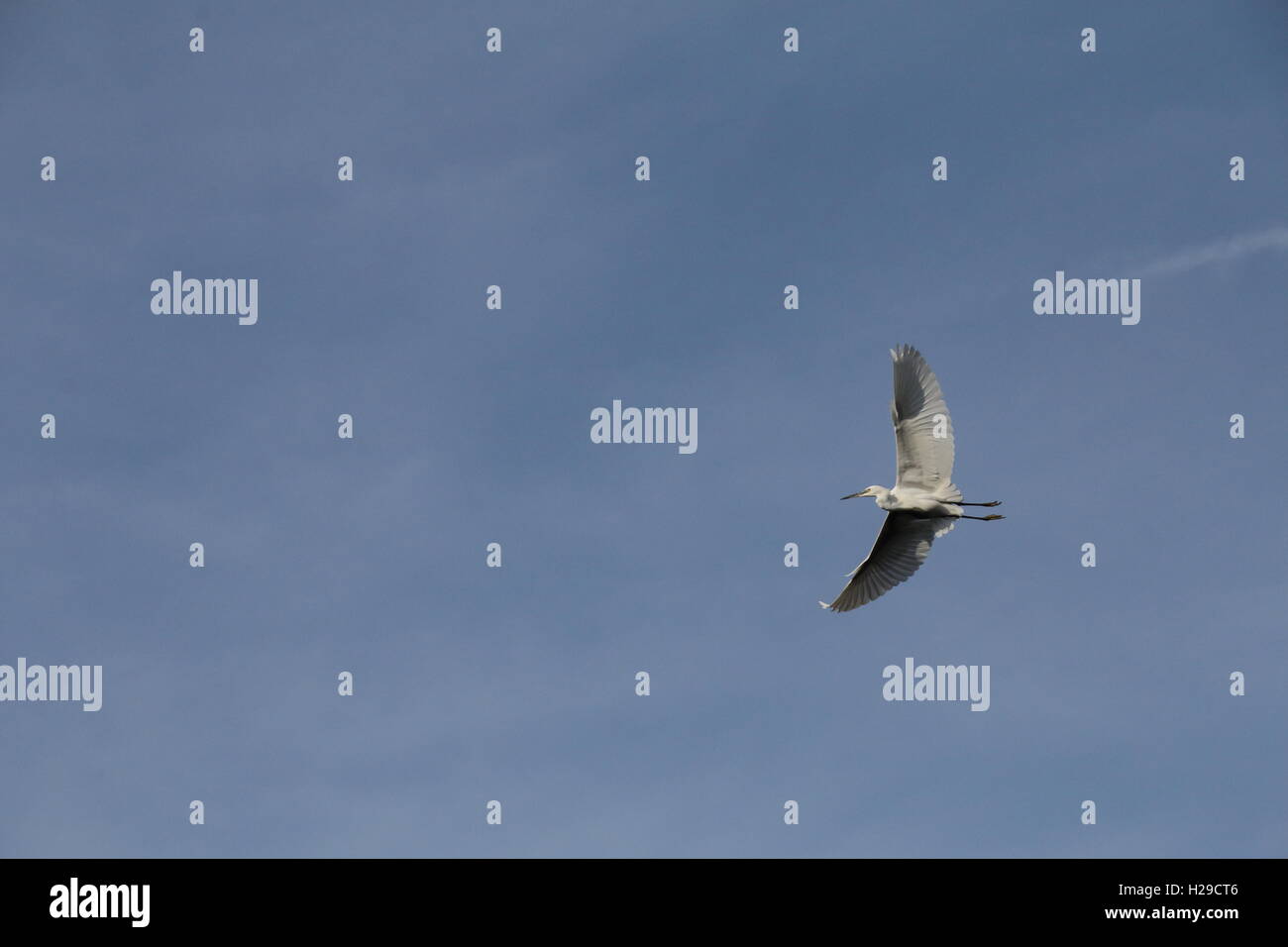 Little White Egret in flight against a blue sky Stock Photo