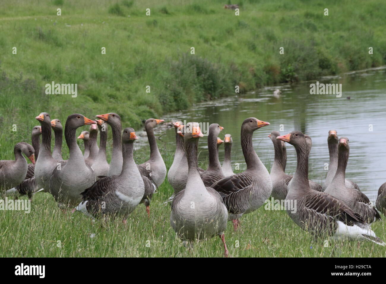 Gaggle of geese next to a lake Stock Photo