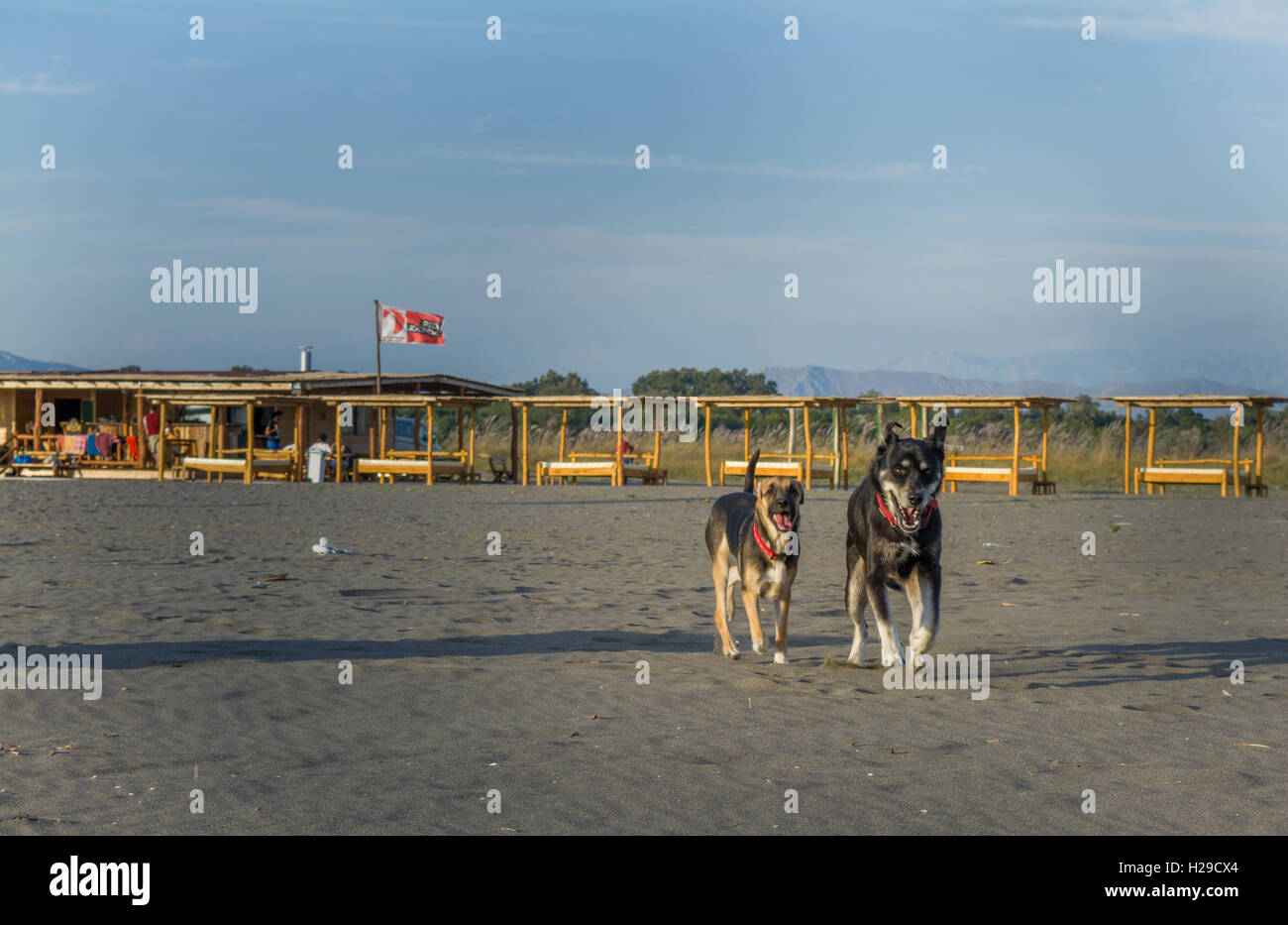 Two dogs on the beach Stock Photo - Alamy