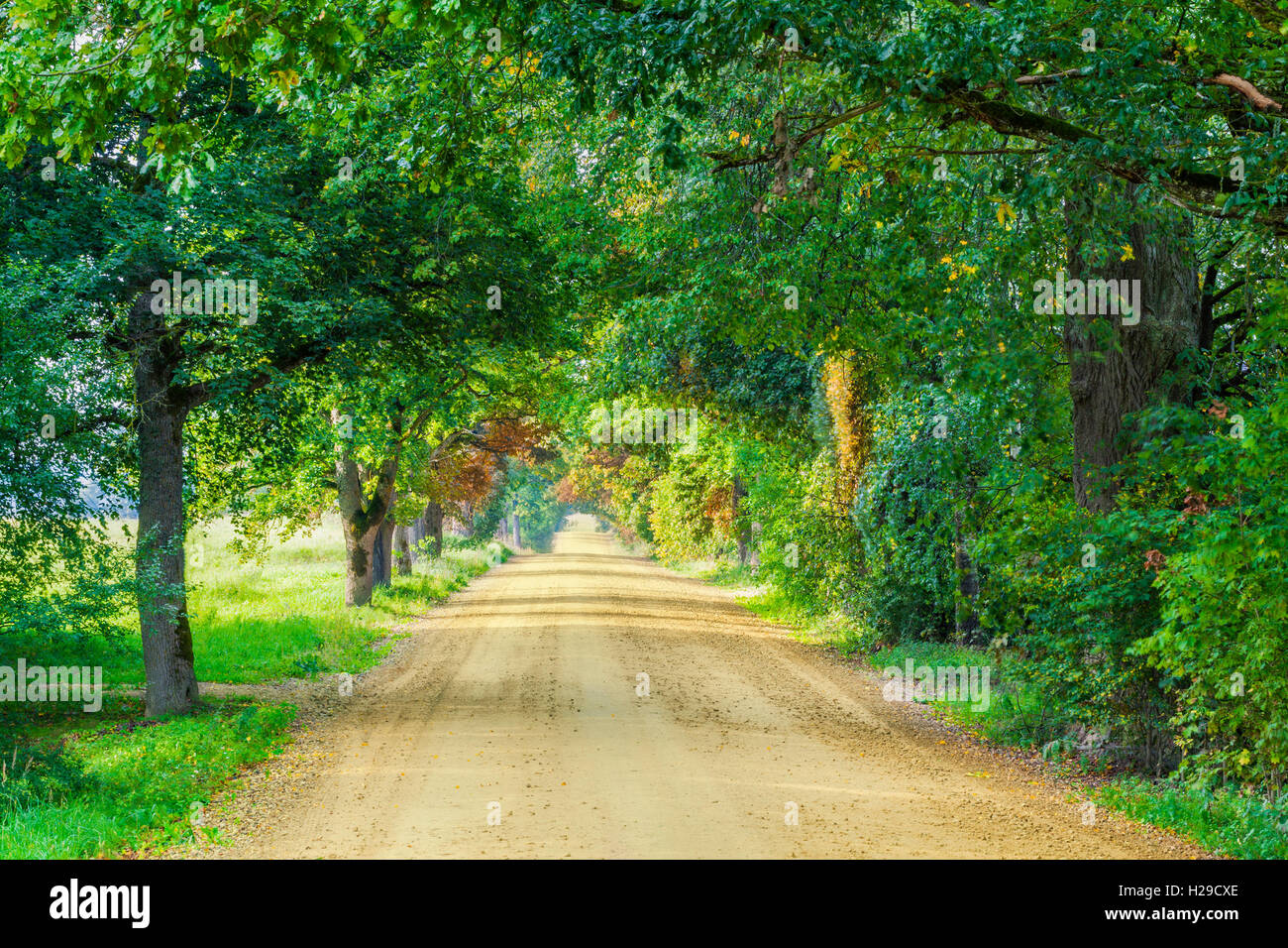 Rural road with tree alley Stock Photo