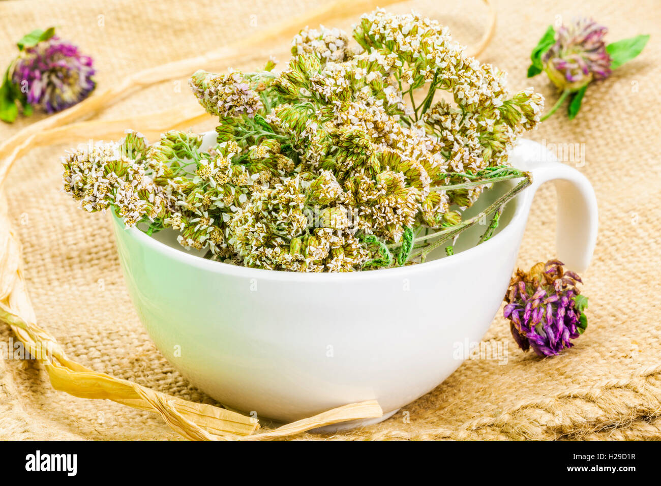 Yarrow in bowl on rustic jute fabric Stock Photo Alamy