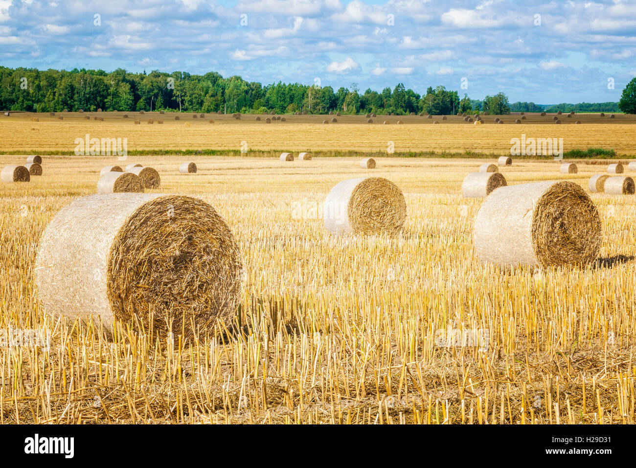 Hay bales on field in summer Stock Photo - Alamy