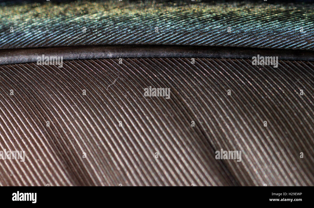 Colourful natural texture hi-res stock photography and images - Alamy