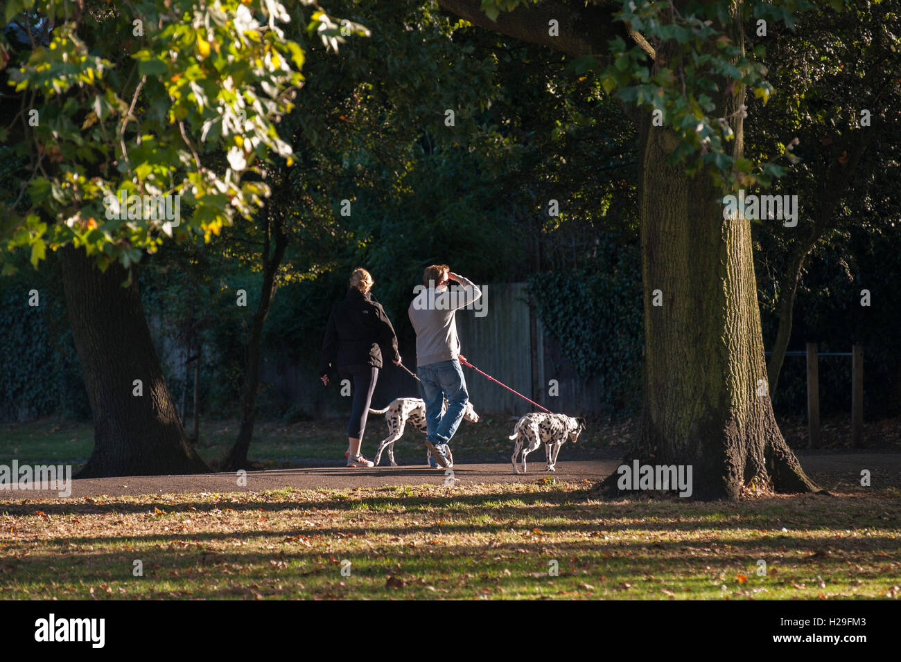 A couple walk their dalmation dogs in the sunshime Stock Photo