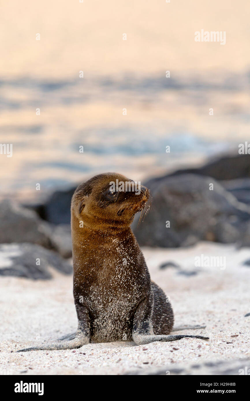 Mom & Baby Sea Lion Espanola Galapagos Stock Photo - Alamy
