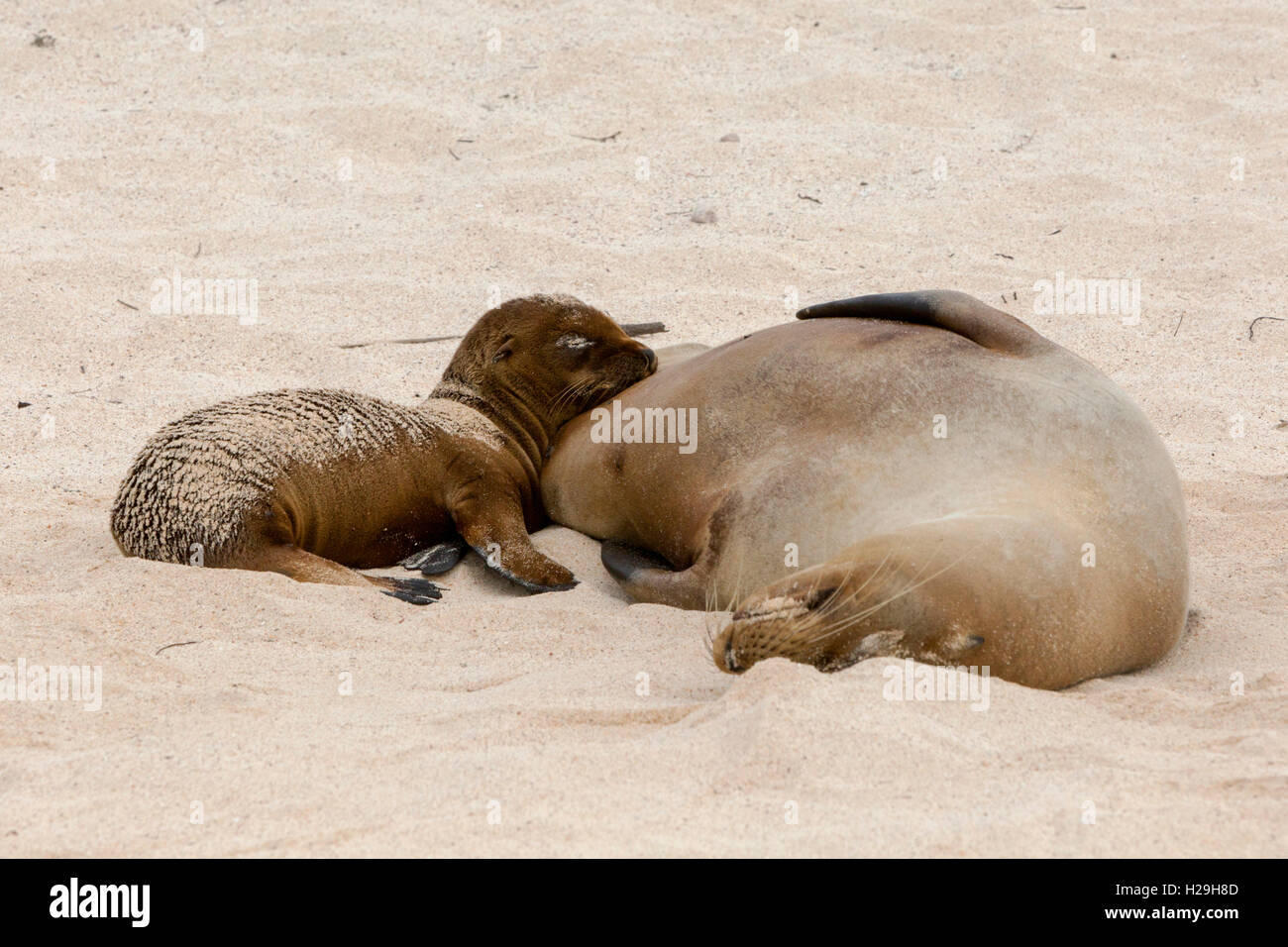 sea lion San Cristobal Galapagos Ecuador Stock Photo