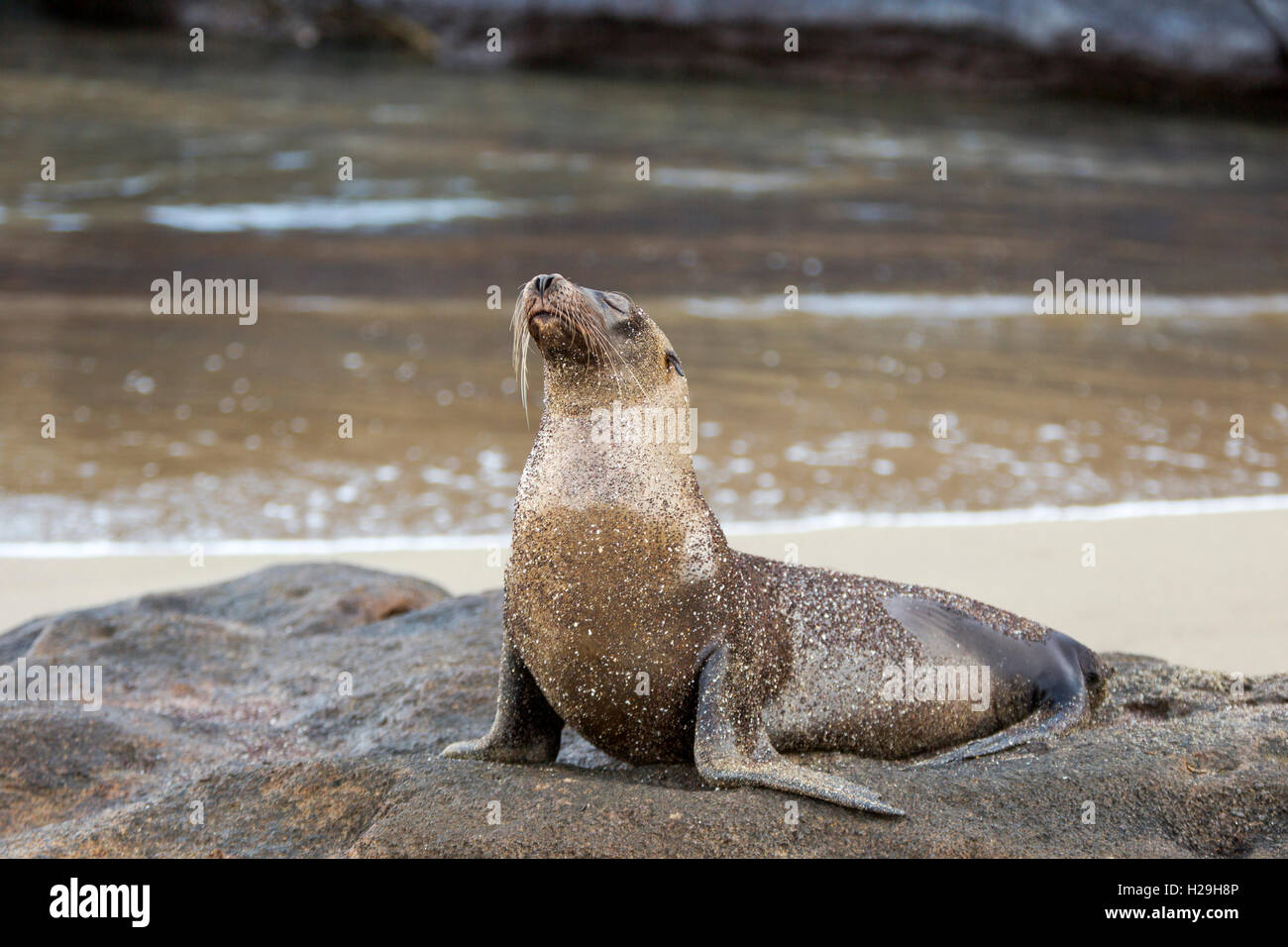 Sea Lion Floreana Galapagos Ecuador Stock Photo