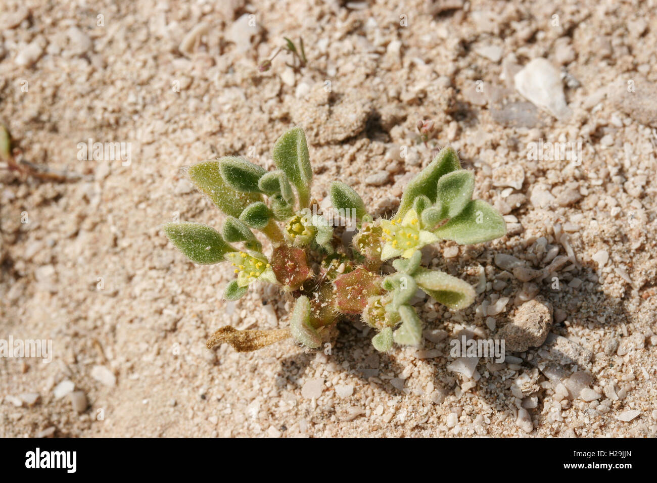 Purslane-leaved aizoon, Aizoon canariense flowering in coastal sediments, Umm al Quwayn Stock Photo