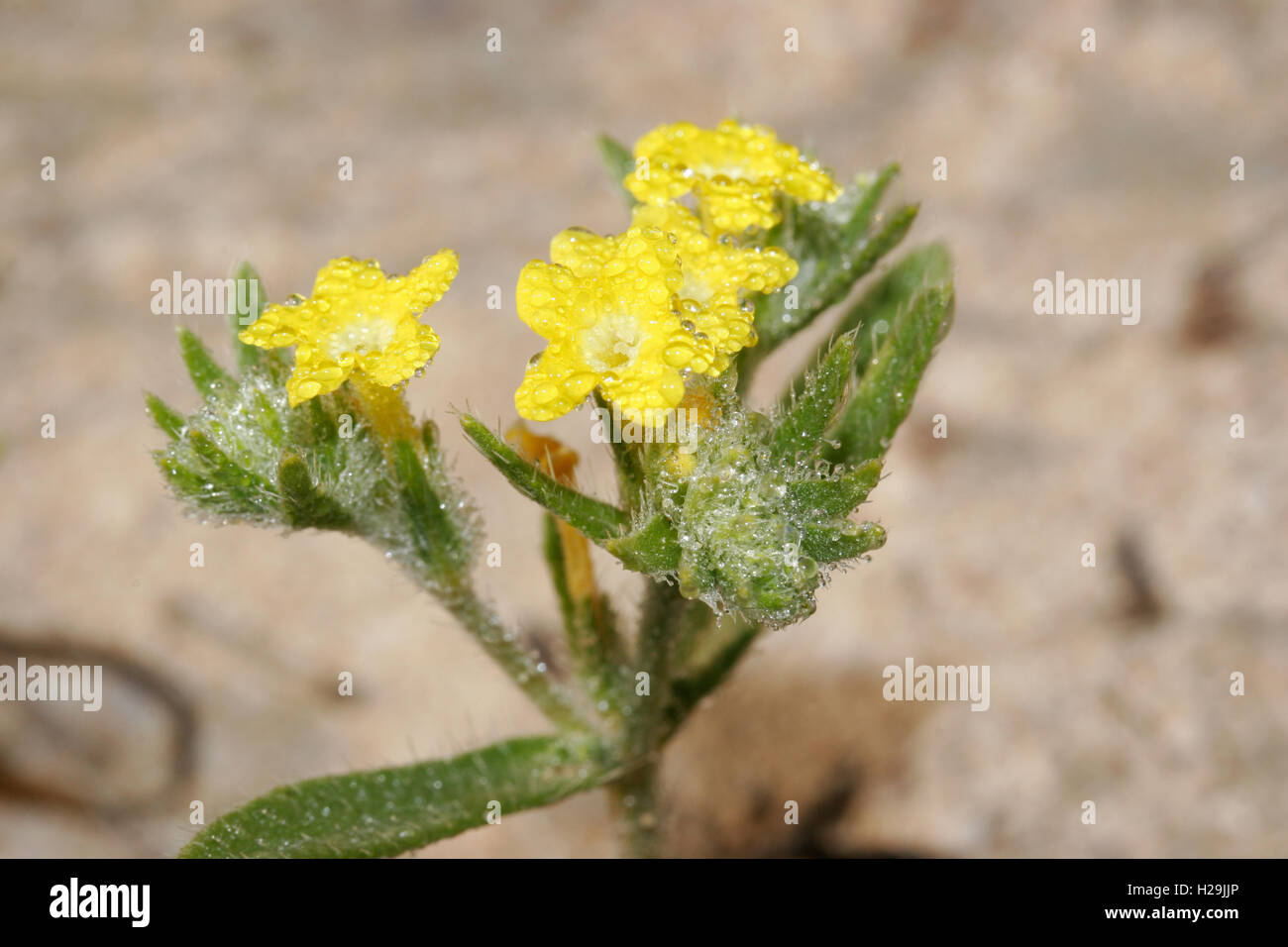 Arabian primrose Arnebia hispidissima in flower with dew, Umm al Quwayn Stock Photo