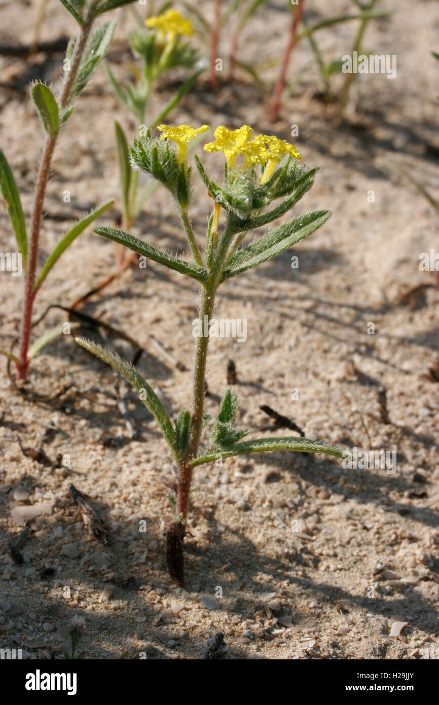 Arabian primrose Arnebia hispidissima in flower on sand, Umm al Quwayn Stock Photo