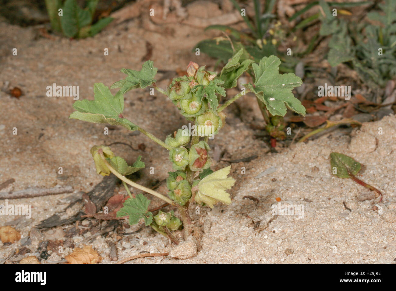 Least mallow Malva parviflora in flower on sand, Umm al Quwayn, UAE Stock Photo