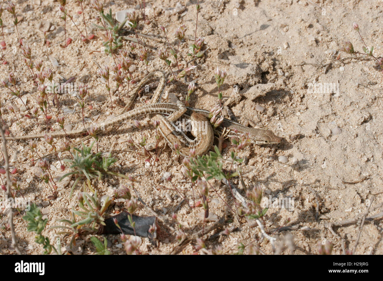 Hadramaut sand lizards Mesalina adramitana mating, UAE Stock Photo
