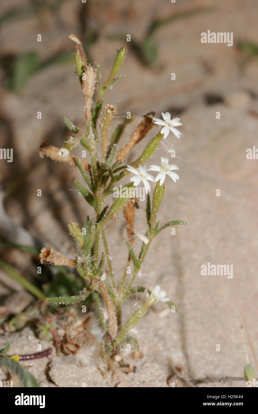 Desert catchfly Silene arenosa flowering in coastal sands, Umm al Quwayn, UAE, Arabia Stock Photo