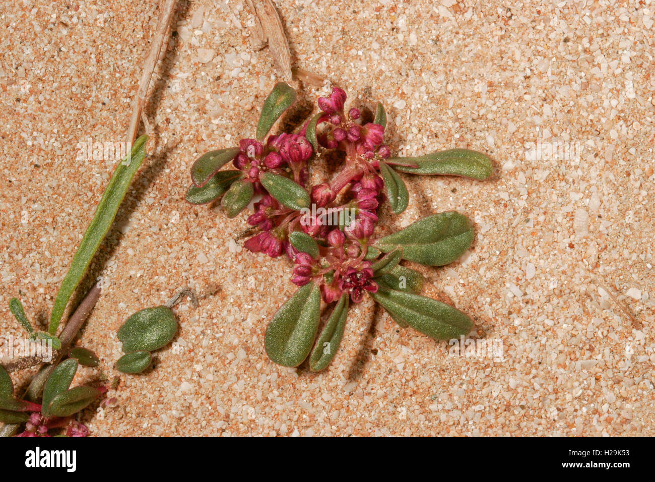 Flowering Zaleya pentandra (Aizoaceae) in coastal habitat, Umm al Quwayn, UAE Stock Photo