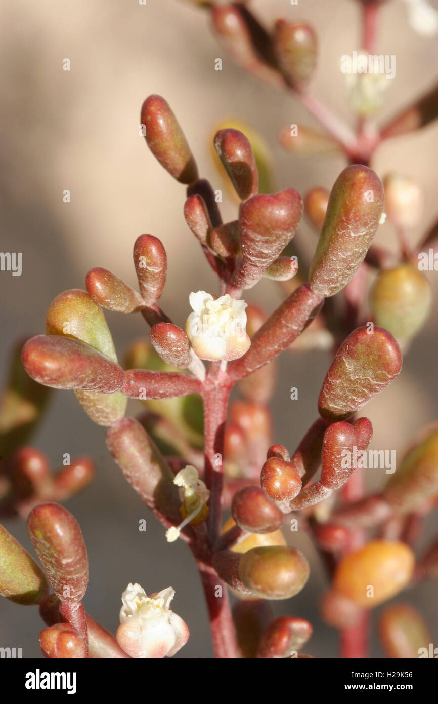 Flowering bean caper Zygophyllum qatarense in coastal habitat Stock Photo