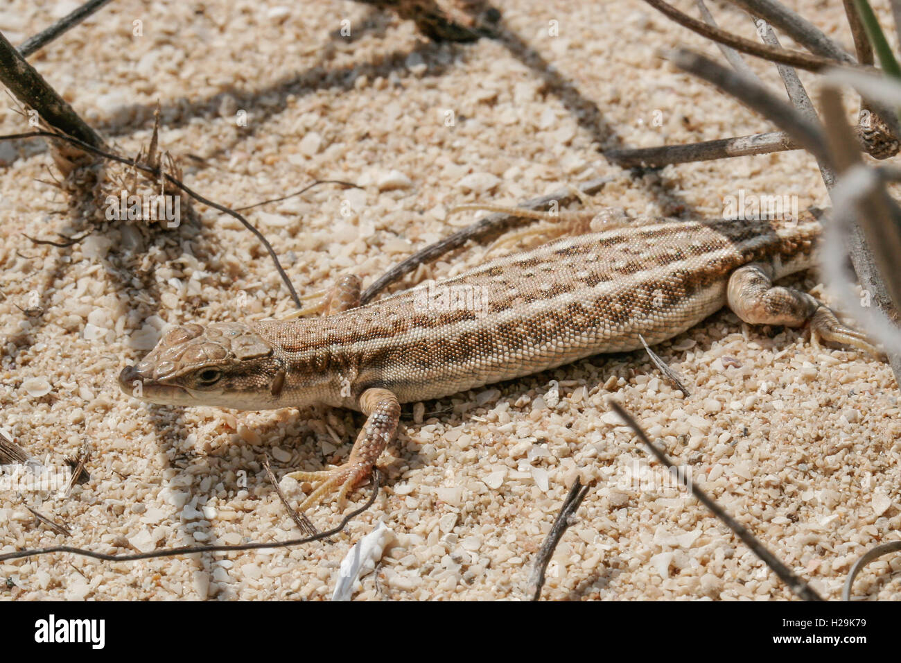 Hadramaut sand lizard basking on sandy substrate Stock Photo