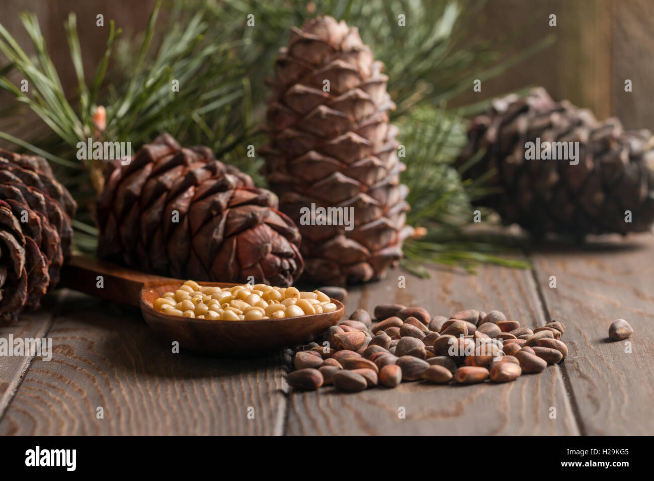 cedar-tree-branch-and-cone-hi-res-stock-photography-and-images-alamy