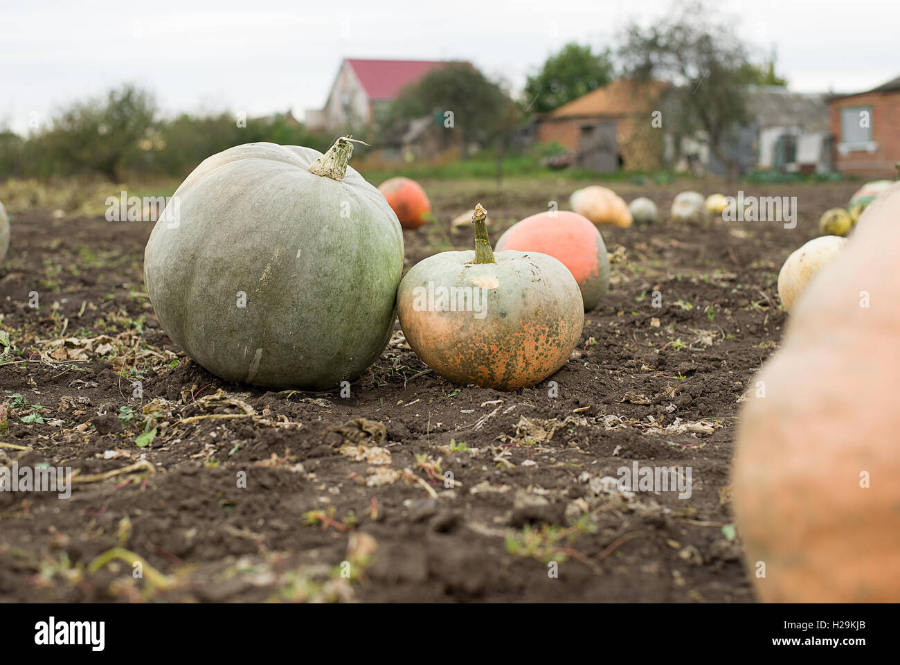 Ripe pumpkins lying in the garden in the fall Stock Photo