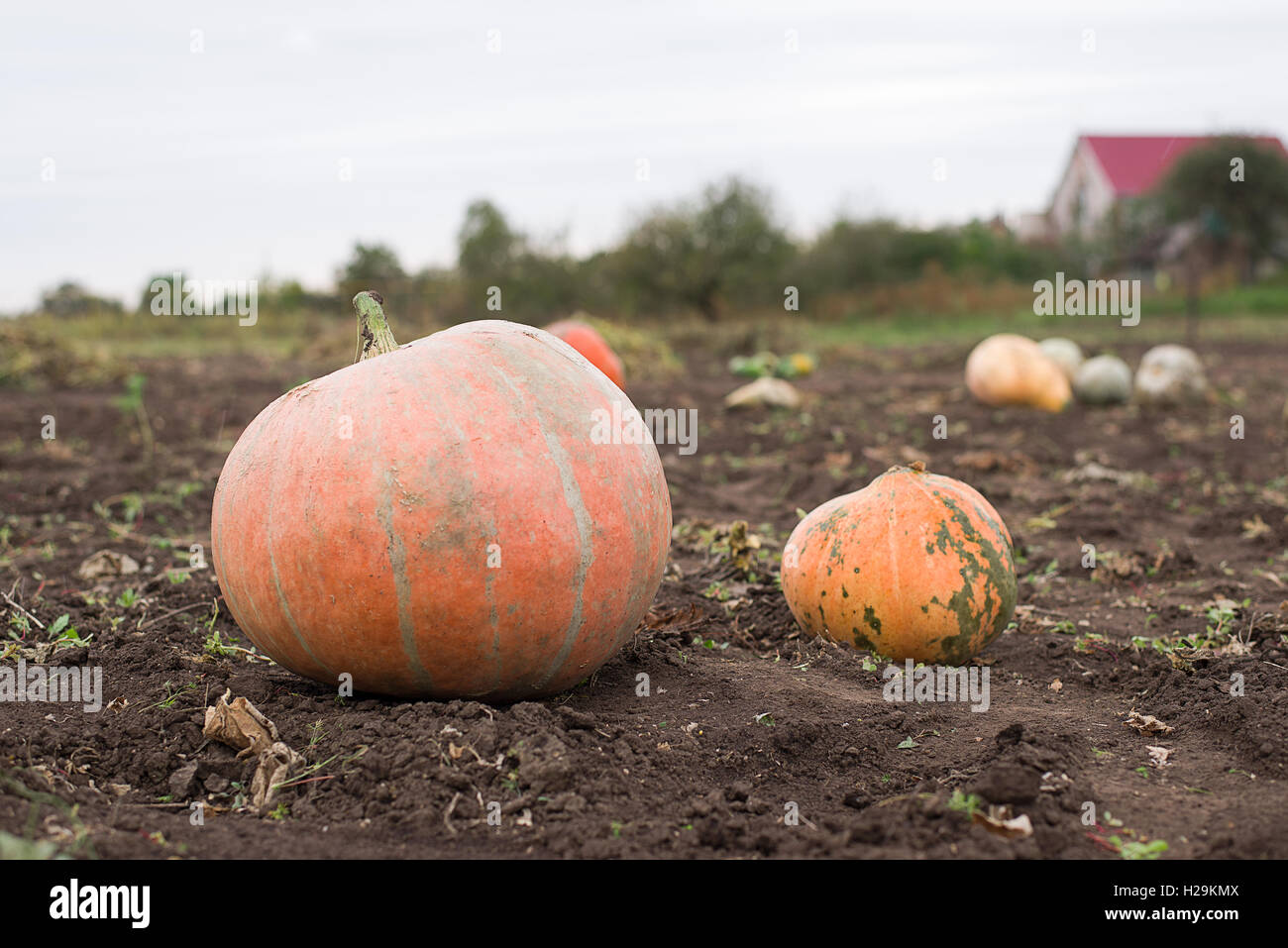 Ripe pumpkins lying in the garden in the fall Stock Photo