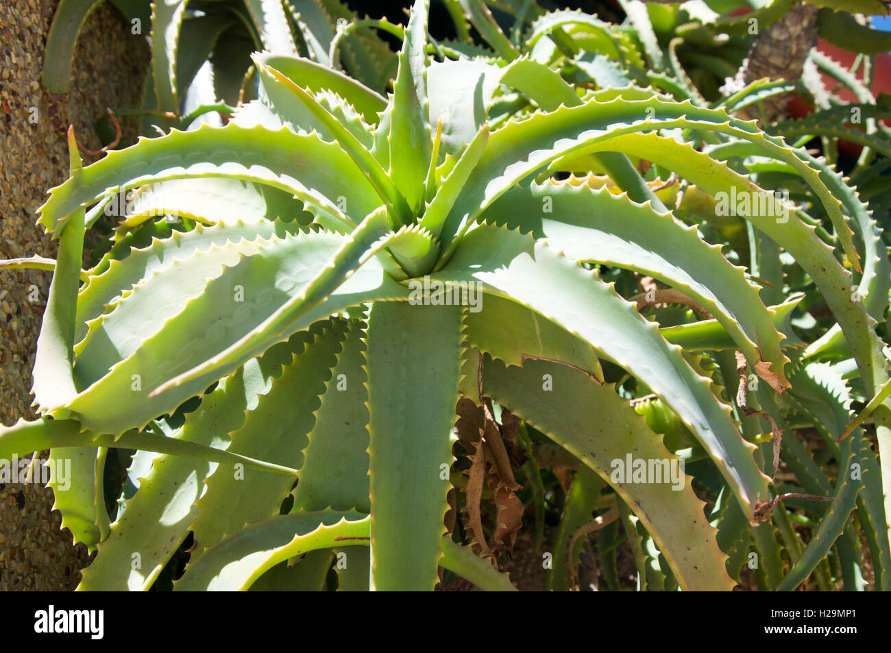Large Wild Green Aloe Vera Plant With Spiky Fleshy Leaves