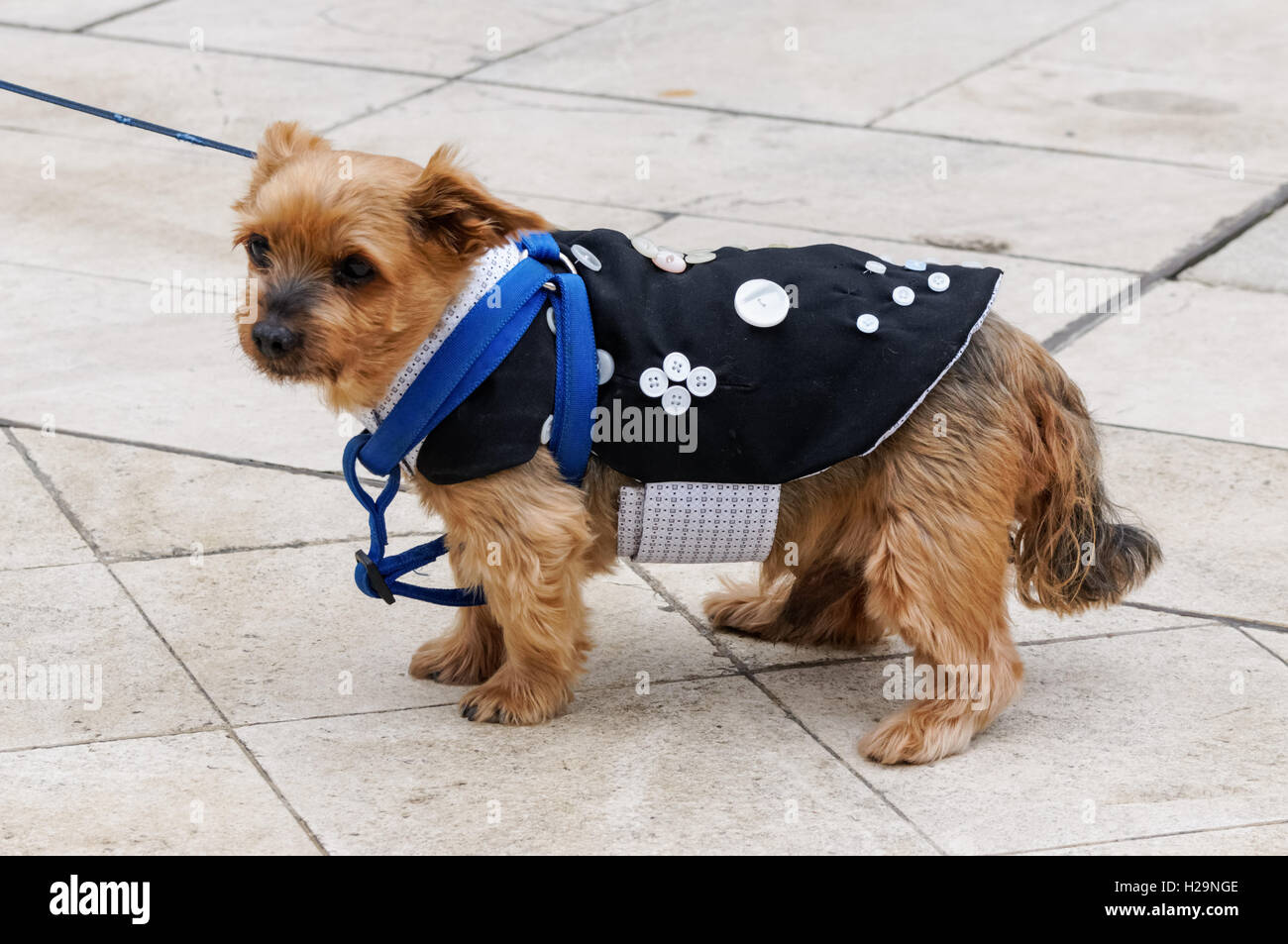 Dog at Pearly Kings and Queens Harvest Festival at Guildhall Yard