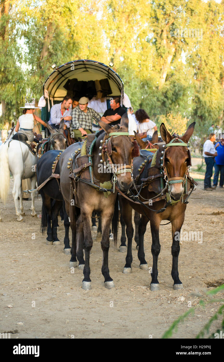 Traditional carriage with mules at Romeria of Fuengirola, religious pilgrimage one week before the annual fair, Fuengirola, Andalusia, Spain. 25 september, 2016.  Feria Credit:  Perry van Munster/ Alamy Live News Stock Photo