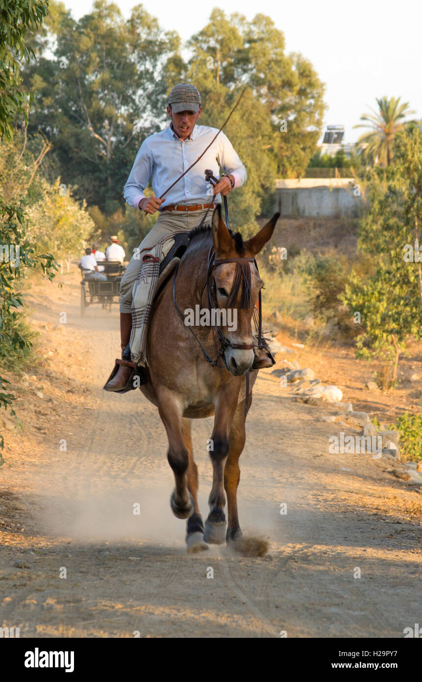 Man on mule,during Romeria of Fuengirola, religious pilgrimage one week before the annual fair, Feria,  Andalusia, Spain. 25 september, 2016.  Credit:  Perry van Munster/ Alamy Live News Stock Photo