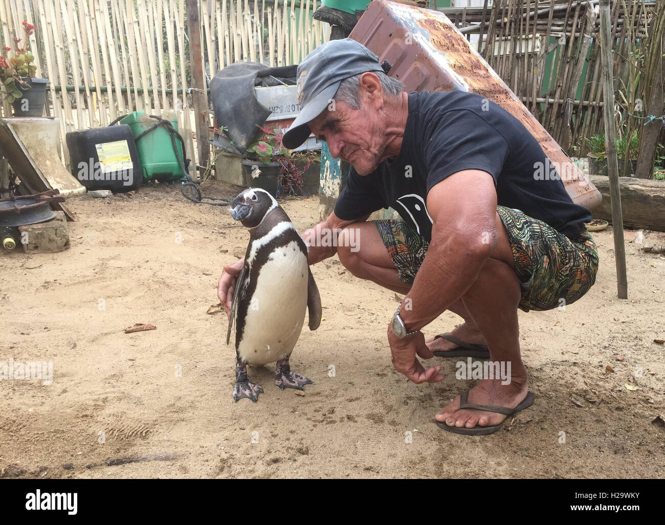 Penguin Dindim is petted by retired bricklayer Joao Pereira de Souza in the village of Proveta on the Atlantic island of Ilha Grande, Brazil, 5 September 2016. According to de Souza and other residents, the penguin swims several thousand kilometres from Patagonia to the Brazilian island every year to meet de Souza, who saved him from death in 2011. PHOTO: GEORG ISMAR/dpa - NO WIRE SERVICE - Stock Photo