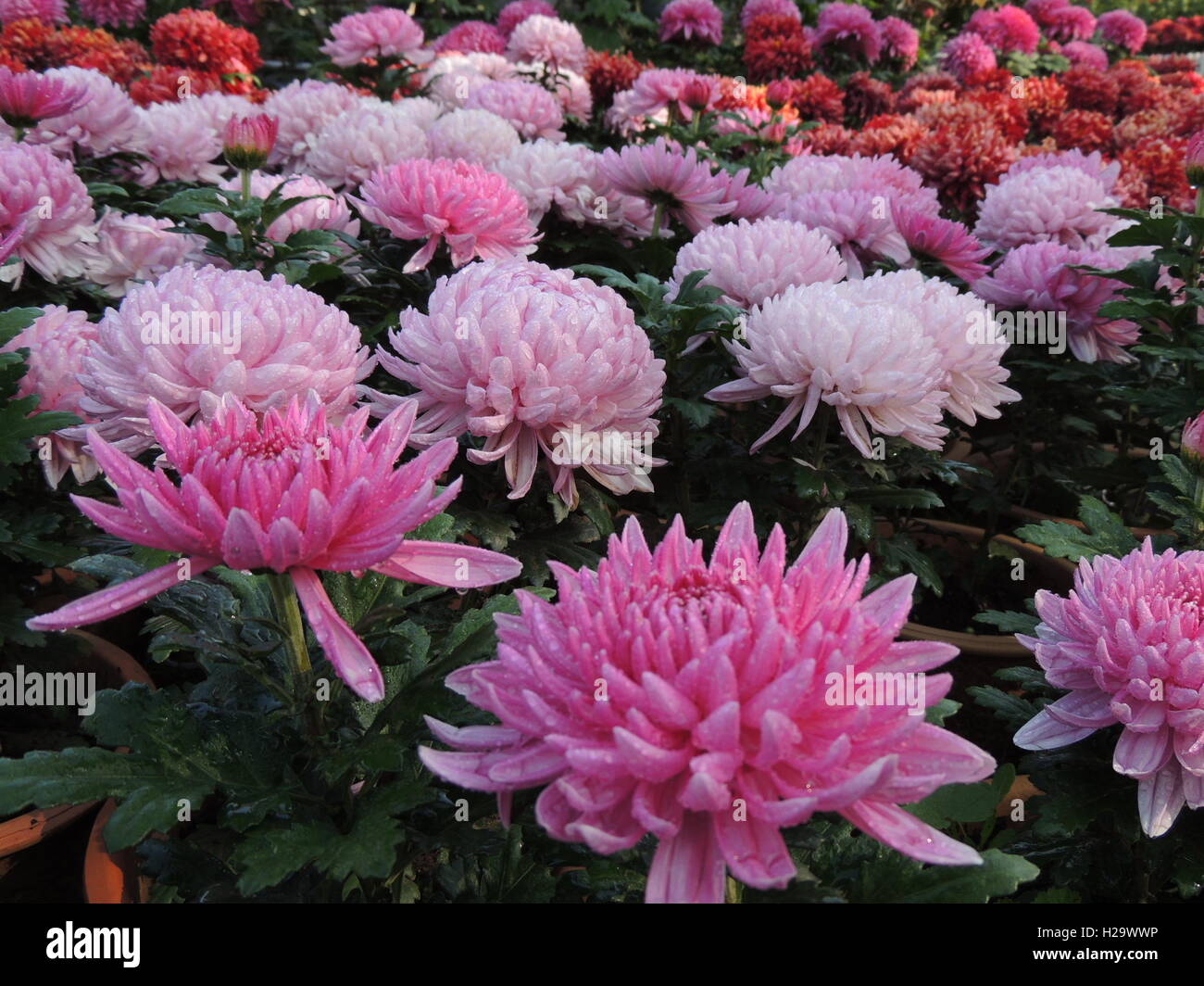 Xining, Xining, China. 25th Sep, 2016. Xining, CHINA-September 25 2016:?(EDITORIAL?USE?ONLY.?CHINA?OUT).Different species of blooming chrysanthemums are exhibited at Xining Wildelife Park in Xining, capital of northwest ChinaÂ¡Â¯s Qinghai Province, September 25, 2016, marking the upcoming National Day. The chrysanthemum, first cultivated in China as a flowering herb as far back as the 15th century BC, is symbolic of nobility. © SIPA Asia/ZUMA Wire/Alamy Live News Stock Photo
