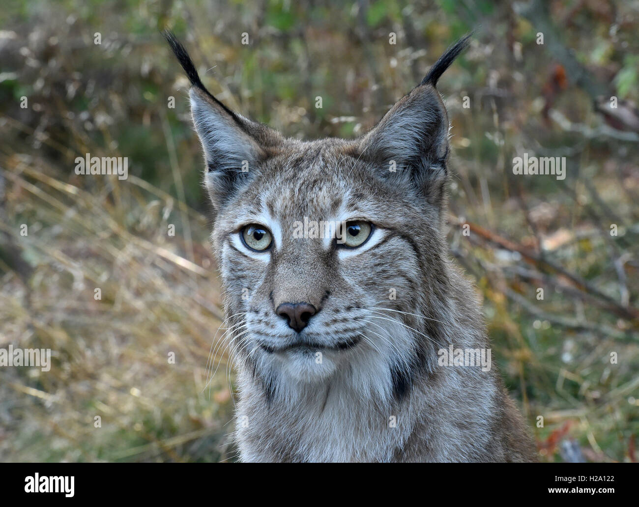 A lynx inside the lynx enclosure at Rabenklippe near Bad Harzburg in ...