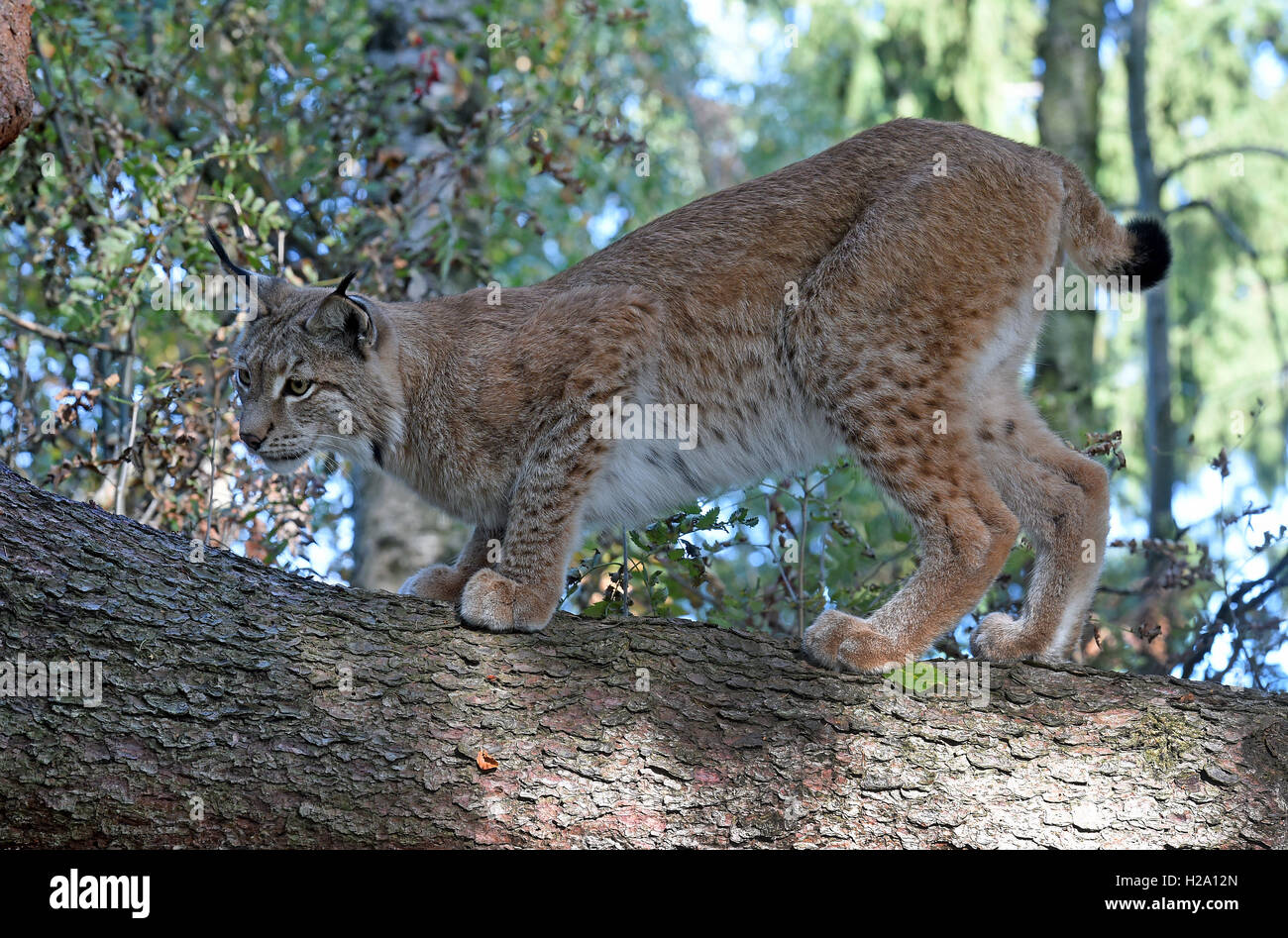 A lynx inside the lynx enclosure at Rabenklippe near Bad Harzburg in ...