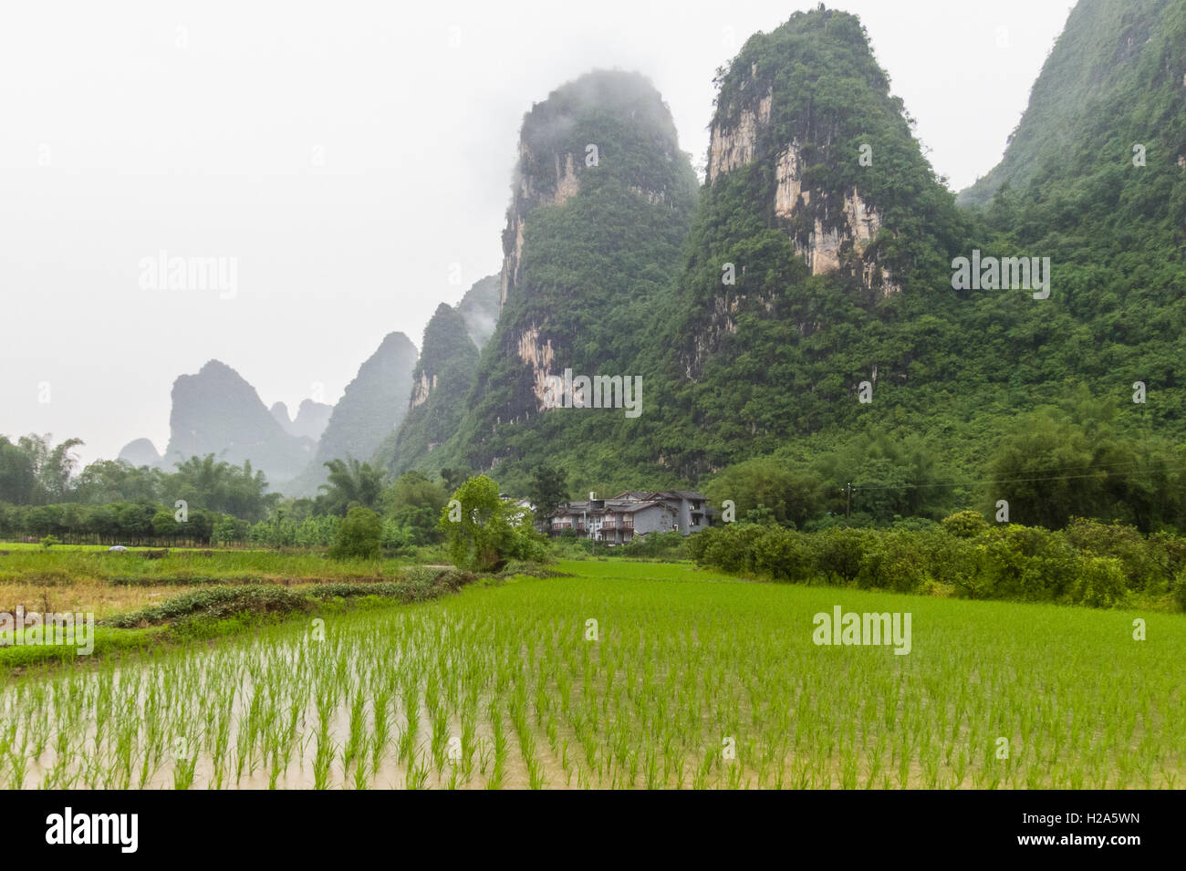 Rice paddy field at the bottom of karst mountains on foggy day in Guilin, China Stock Photo