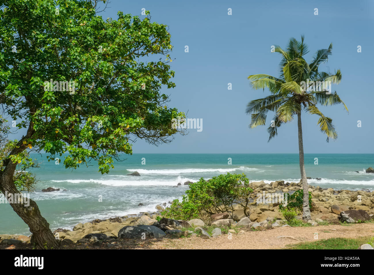 Palm tree and curved trunk tree on rocky ocean coastline with waves in the background at Dixcove in Ghana Stock Photo
