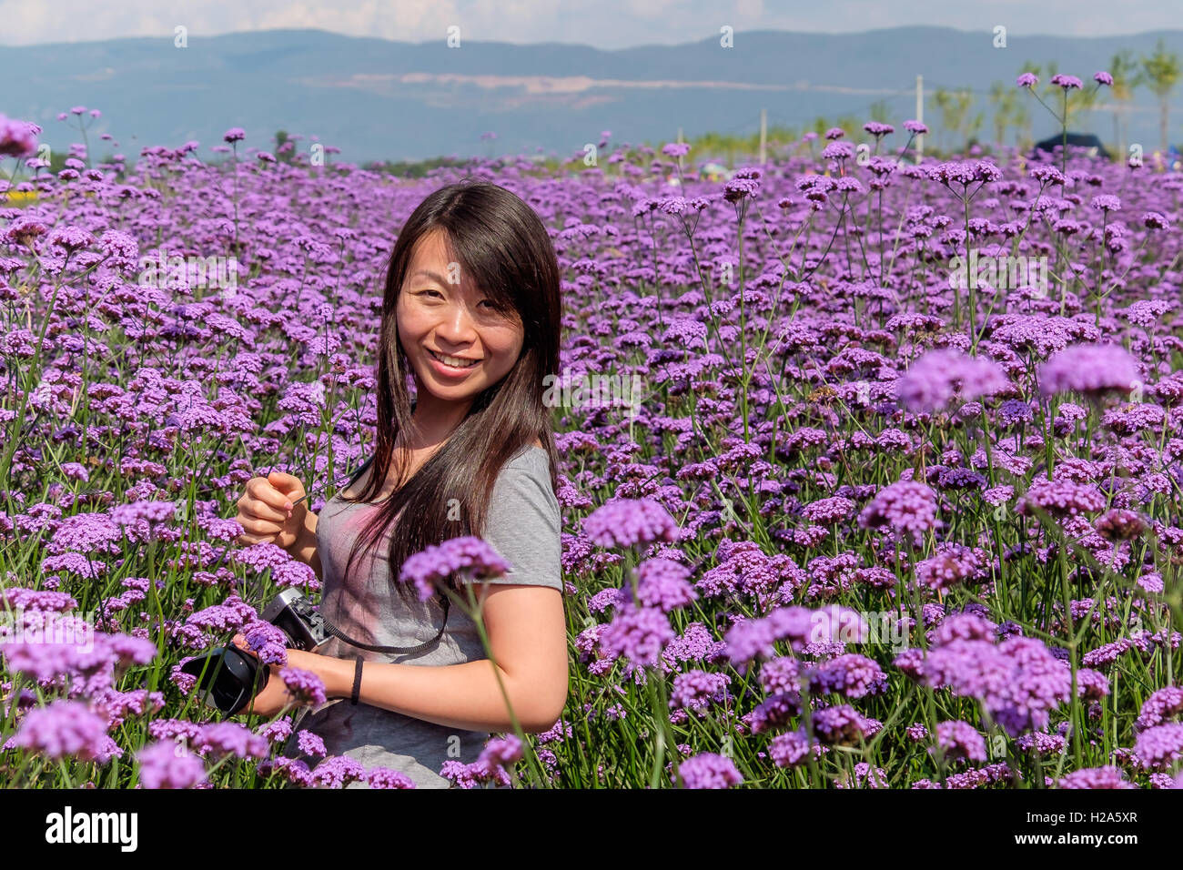 Beauiful oriental girl tourist smiling in field of lavender colored flowers in Dali, China Stock Photo