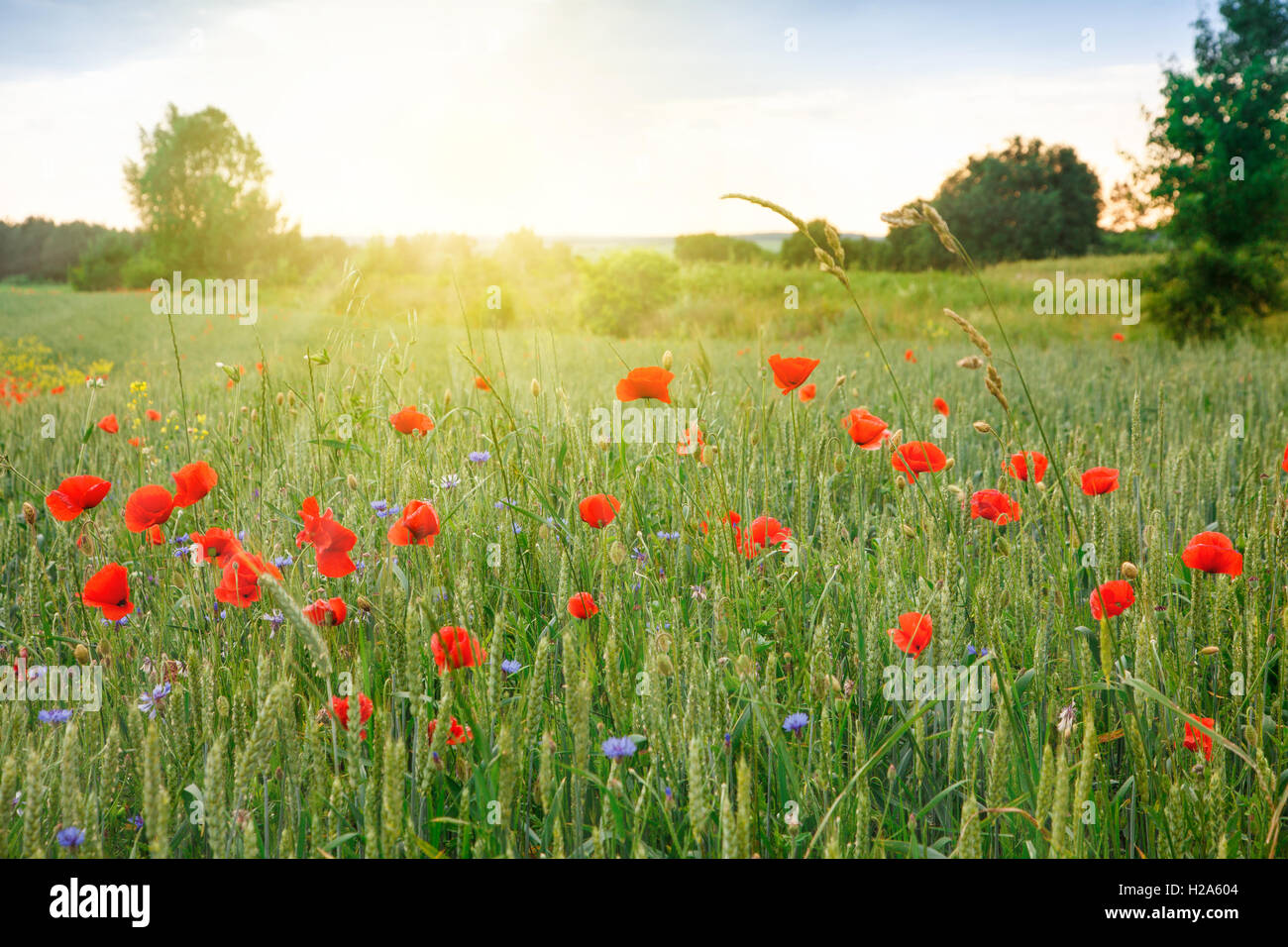 field of green wheat with flowers red poppies Stock Photo - Alamy