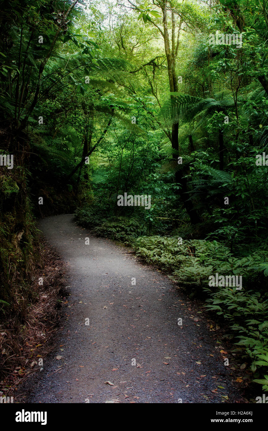 Walking trail in tropical forest Stock Photo - Alamy