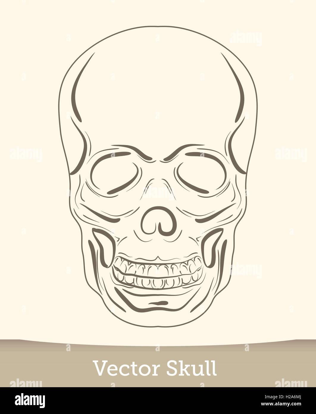 skull illustration isolated on white background. Vector mode Stock ...