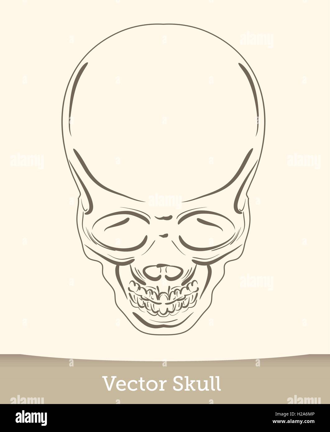 skull illustration isolated on white background. Vector mode Stock ...