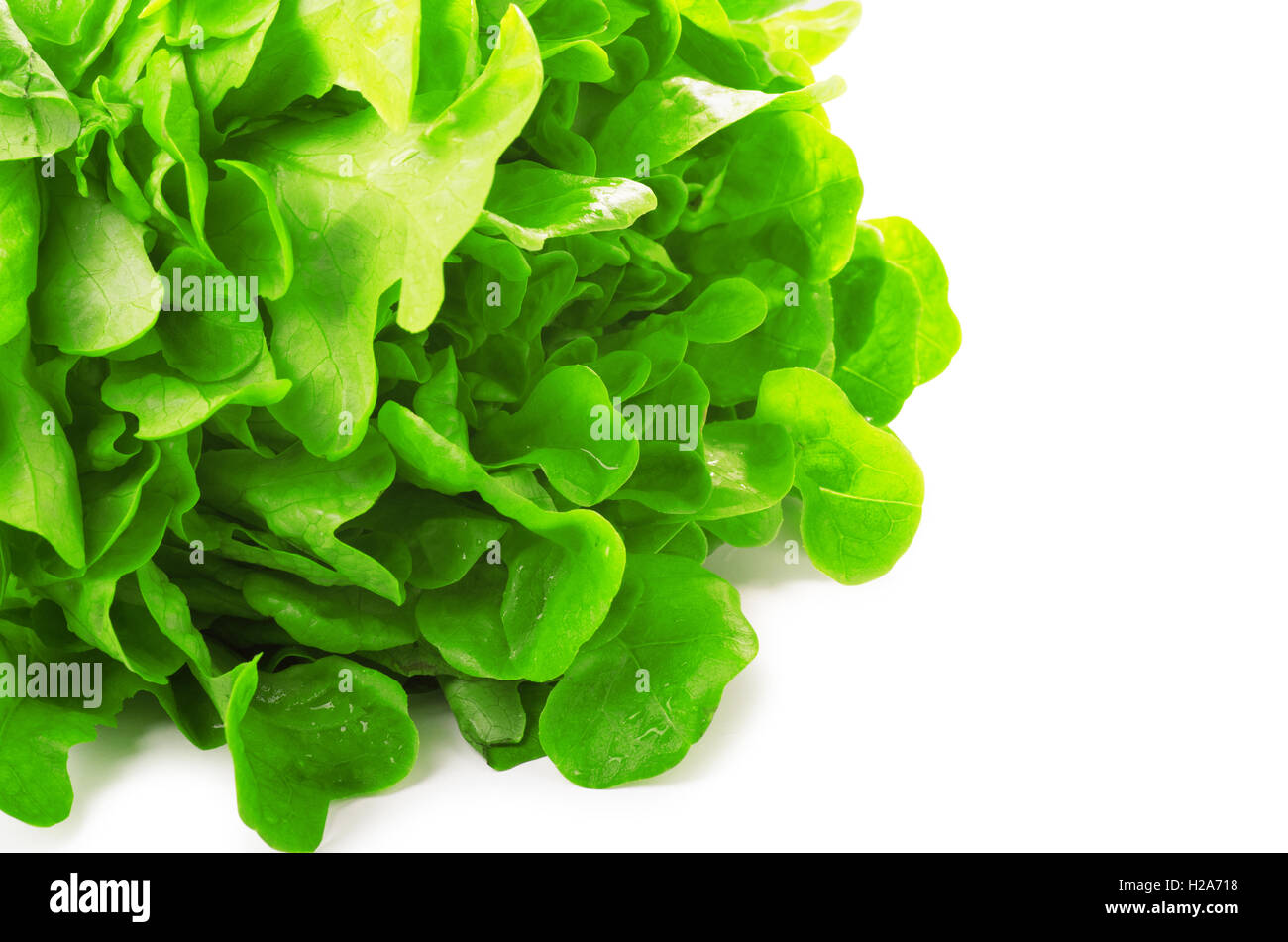 Seasonal green salad isolated on a white background Stock Photo Alamy