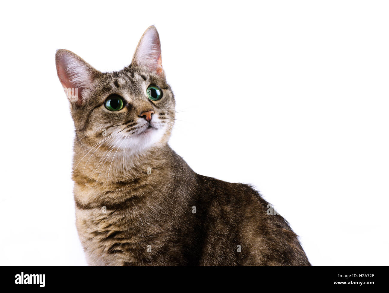 Tabby cat with green eyes isolated over white background Stock Photo