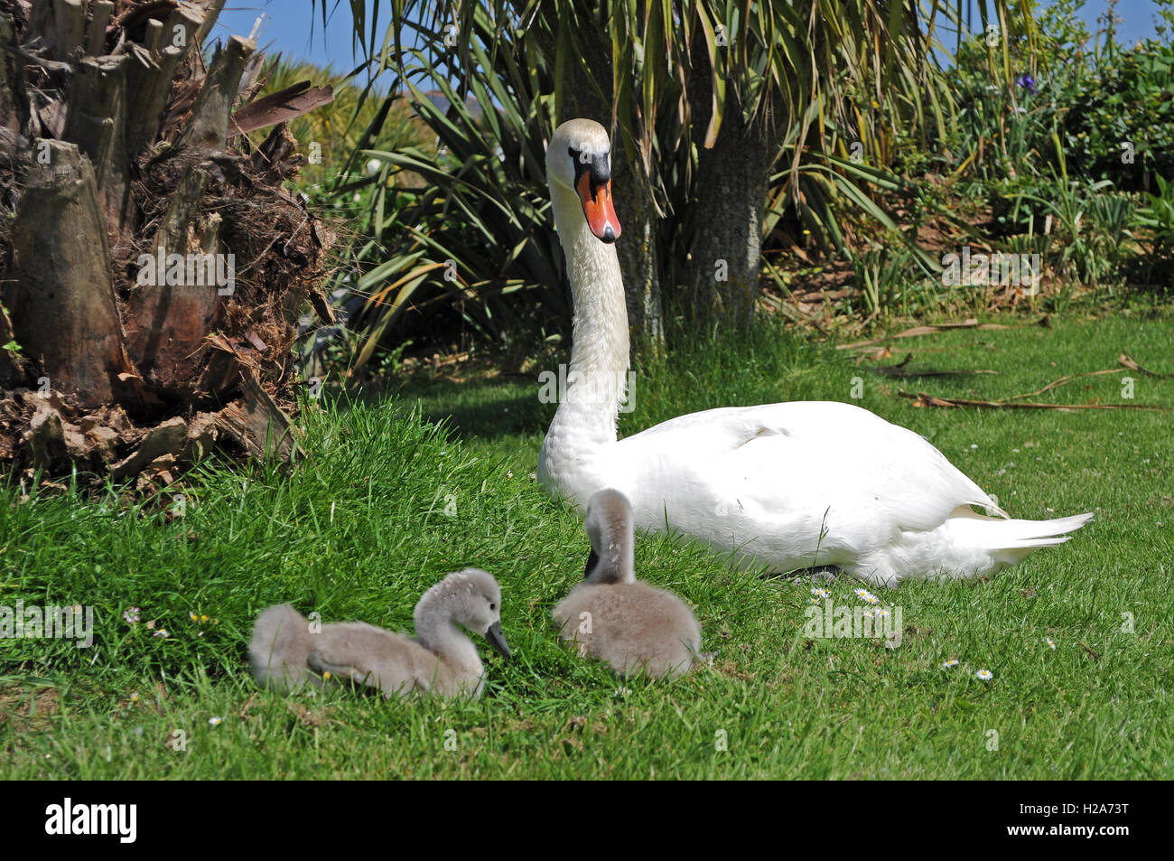 A female Mute Swan with two cygnets Stock Photo