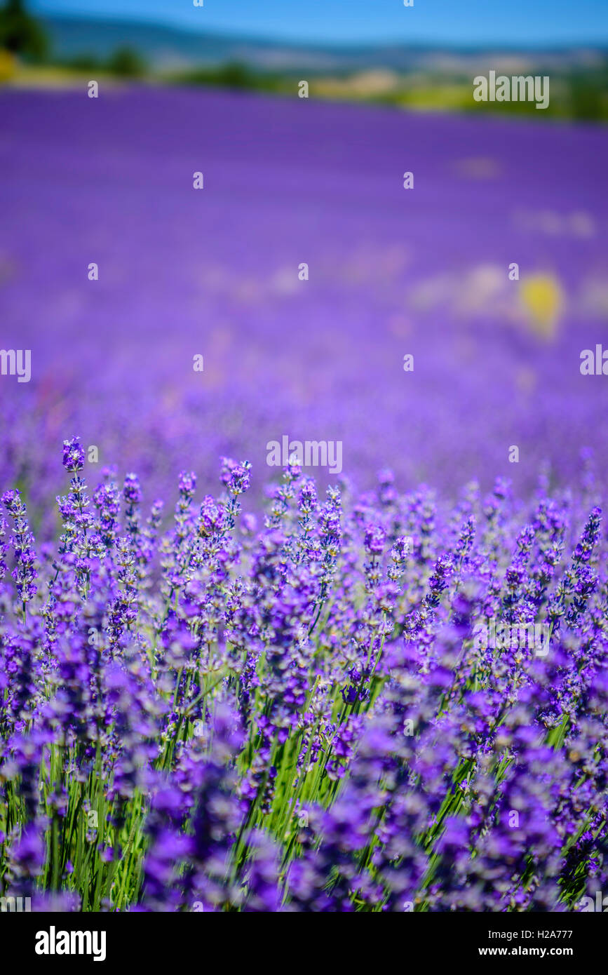 Lavender field, provence, south of France, summer Stock Photo