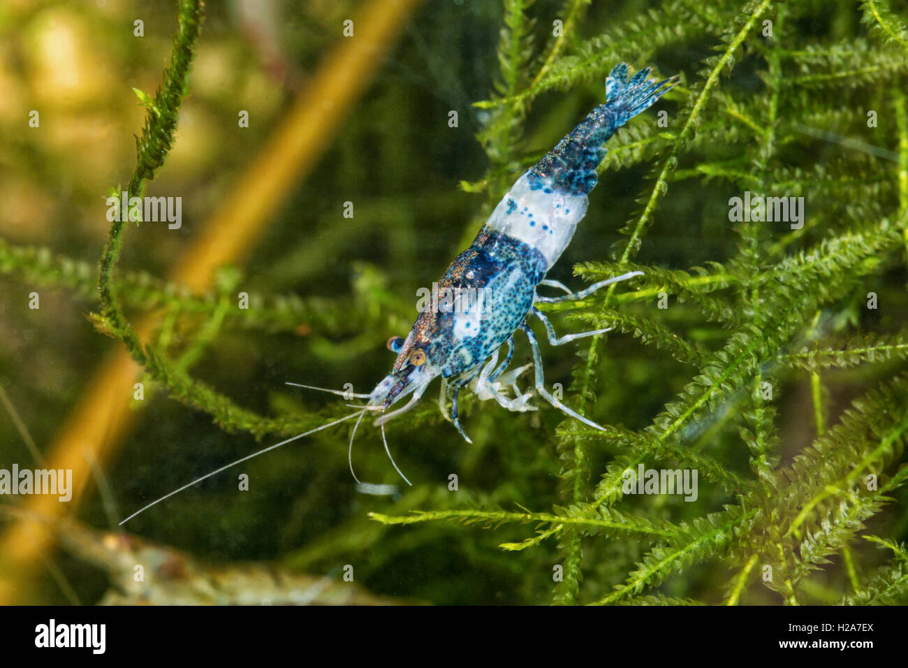 Blue freshwater shrimp closeup shot in aquarium (genus Neocaridina) Stock Photo