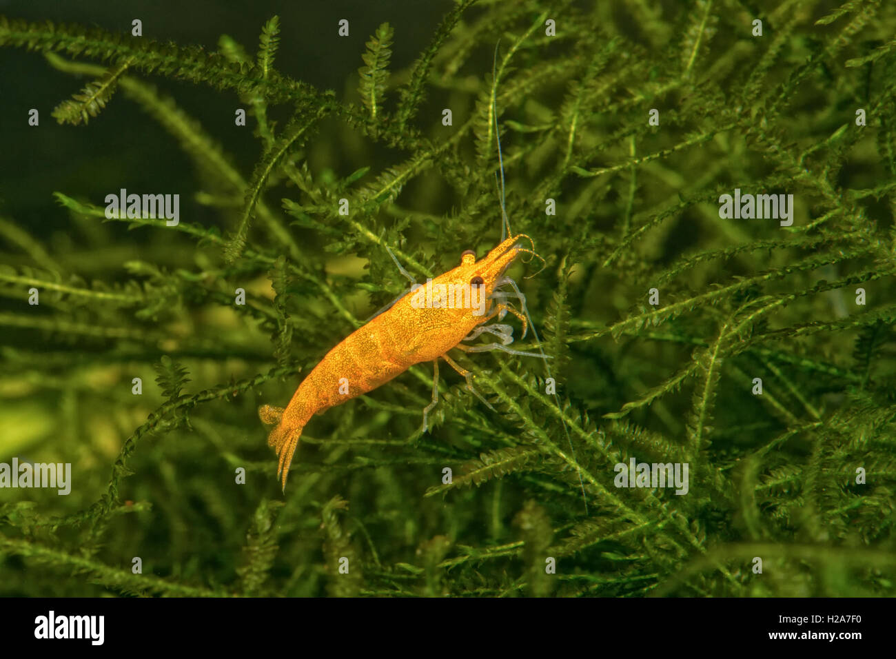 Orange freshwater shrimp closeup shot in aquarium (genus Neocaridina) Stock Photo