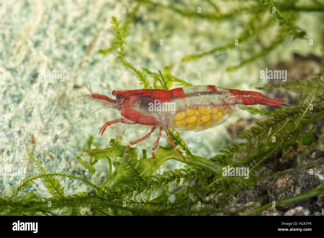 Red freshwater shrimp closeup shot in aquarium (genus Neocaridina) Stock Photo