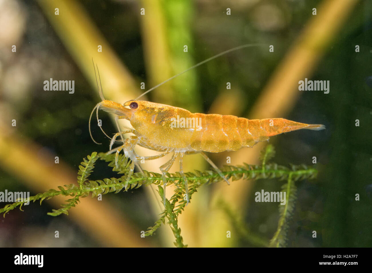 Yellow freshwater shrimp closeup shot in aquarium (genus Neocaridina) Stock Photo