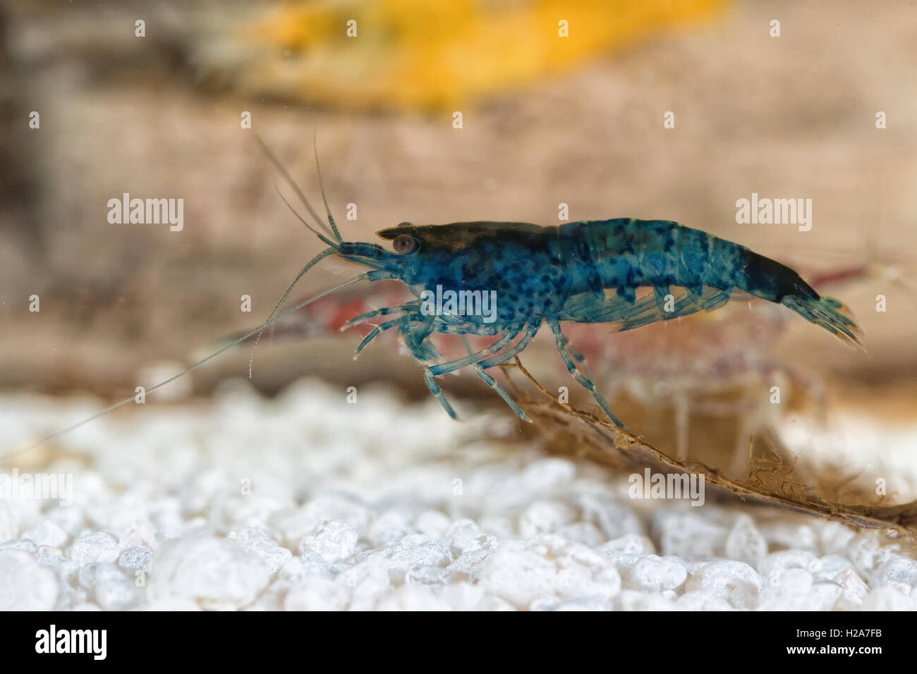 Blue freshwater shrimp closeup shot in aquarium (genus Neocaridina) Stock Photo