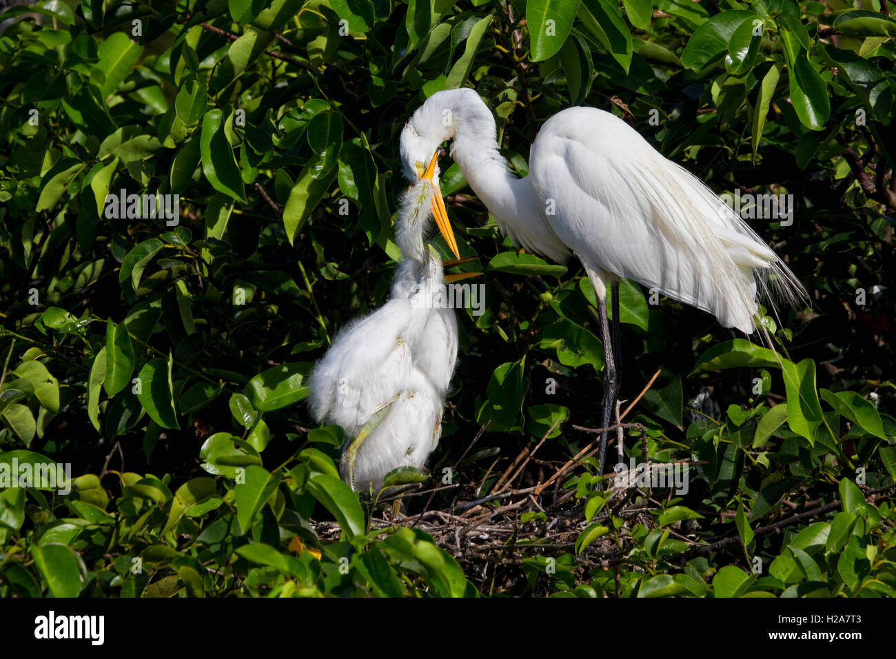 Hungry White Egret chicks have learned where the food comes from and grasp their parent's bill to be fed. Stock Photo