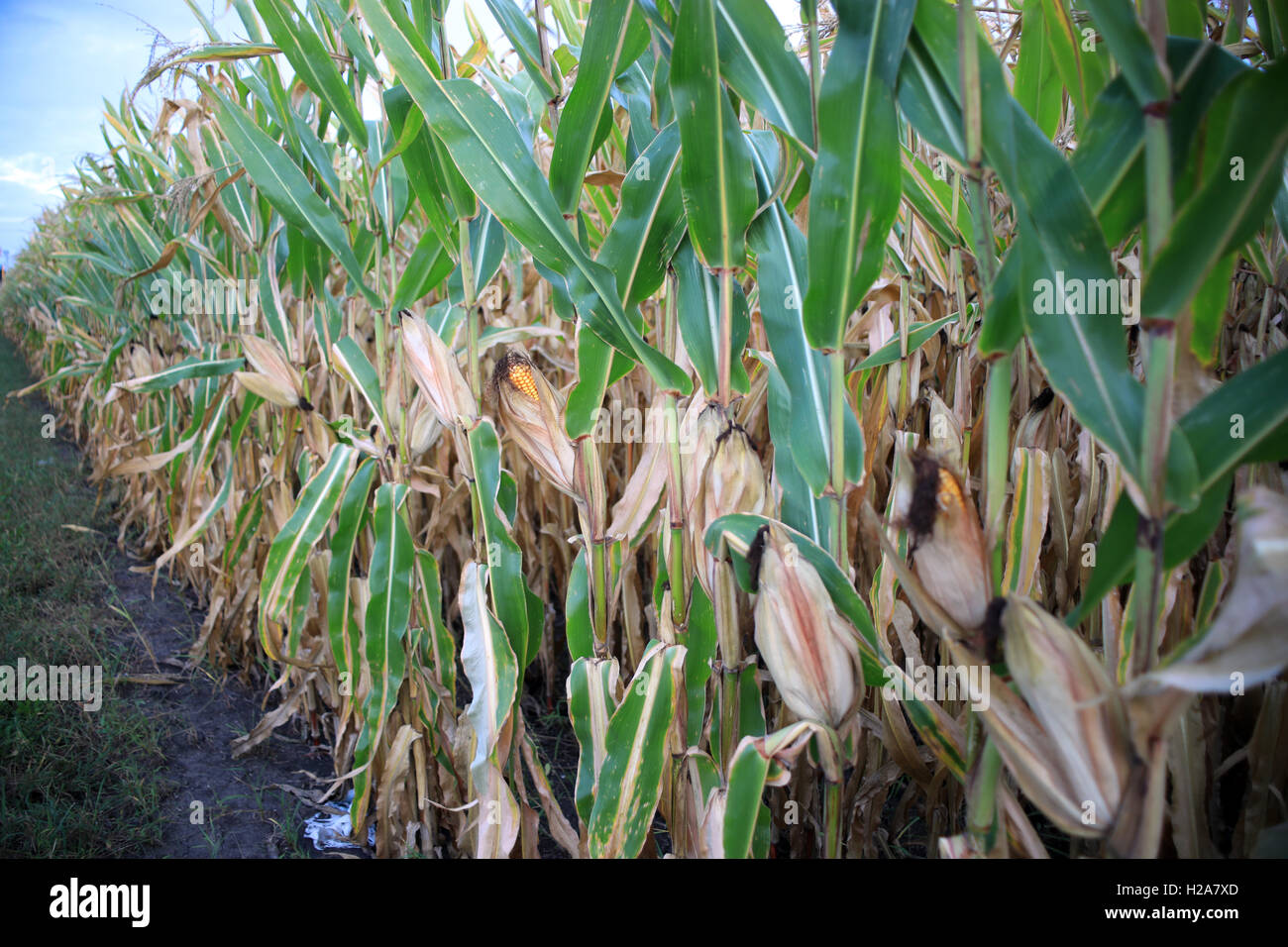 Corn plant hi-res stock photography and images - Alamy