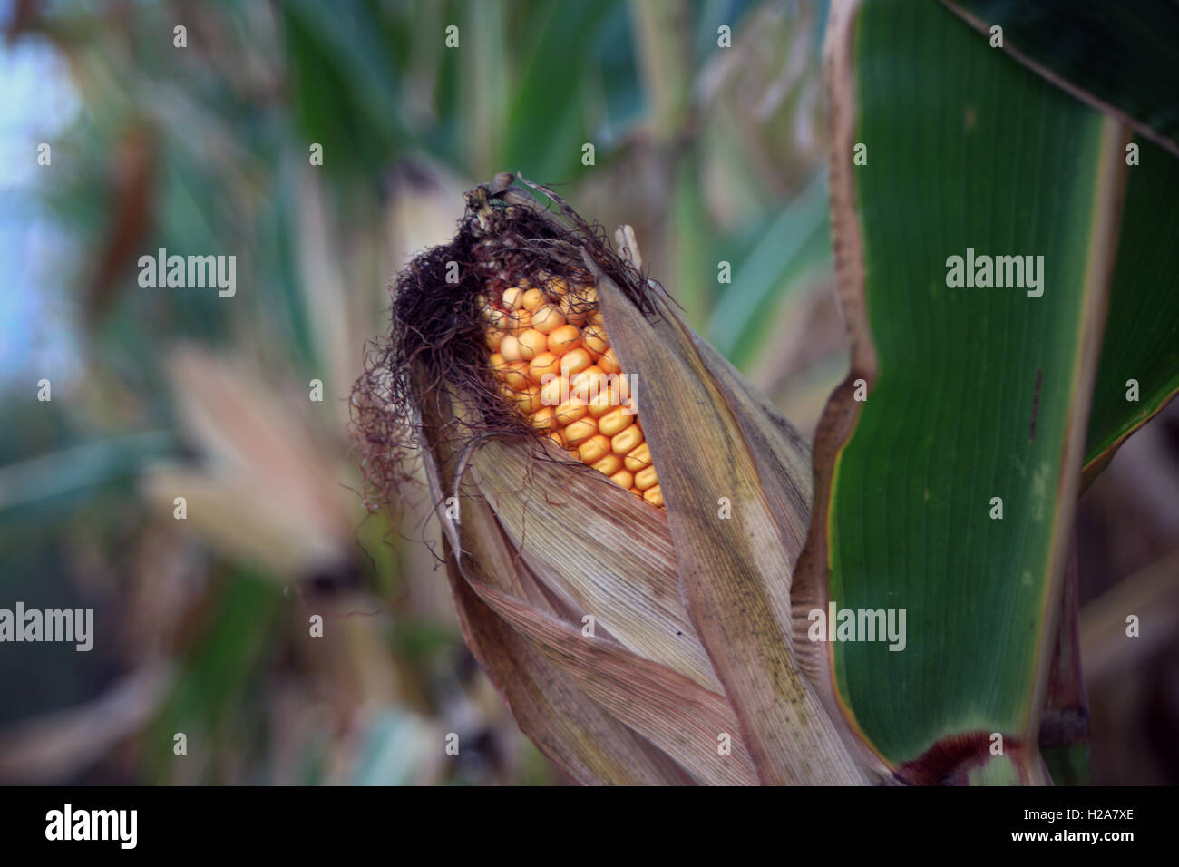 Food with corn hi-res stock photography and images - Alamy